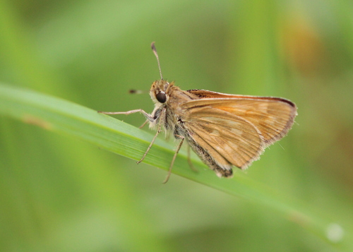 Indian Skipper photo 4