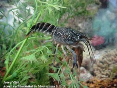 Cambarellus montezumae