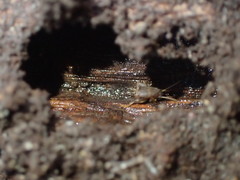 Myrmecophilus pergandei