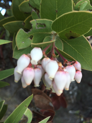 Arctostaphylos refugioensis