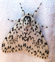 Lymantria singapura
