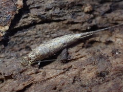 Machiloides banksi