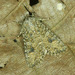 Nutmeg Moth - Photo (c) Michał Brzeziński, some rights reserved (CC BY-NC), uploaded by Michał Brzeziński