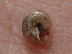 Glyphyalinia indentata