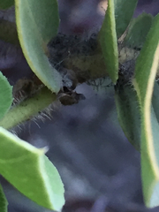 Arctostaphylos refugioensis