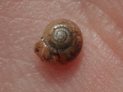 Glyphyalinia indentata