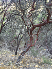 Arctostaphylos refugioensis