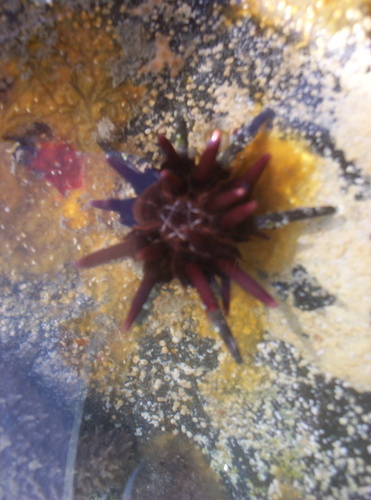 Eucidaris thouarsii