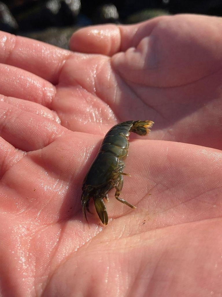 Betaeus truncatus