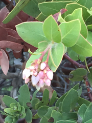 Arctostaphylos refugioensis