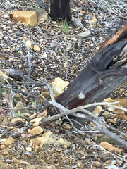Arctostaphylos refugioensis