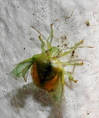 Bathycoelia distincta