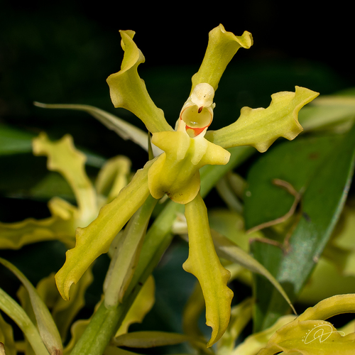Gomesa crispa, photograph 6