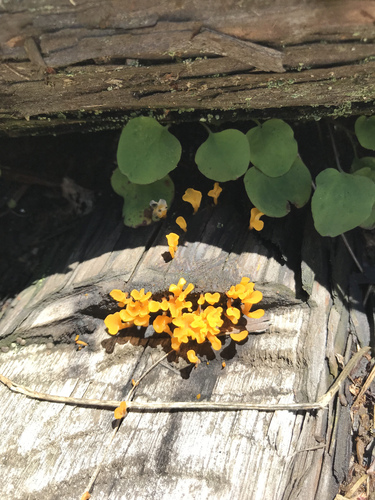 Dacrymyces spathularia