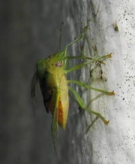 Bathycoelia distincta