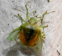 Bathycoelia distincta