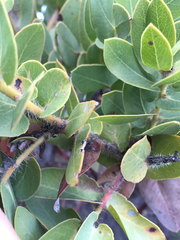 Arctostaphylos refugioensis