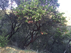 Arctostaphylos refugioensis