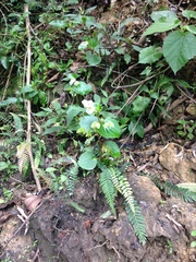 Begonia semperflorens-cultorum