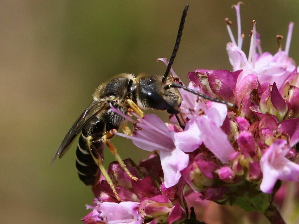 Halictus langobardicus