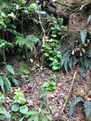 Begonia semperflorens-cultorum