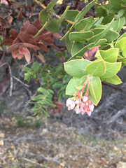 Arctostaphylos refugioensis