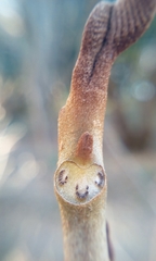 Pterocarya rhoifolia