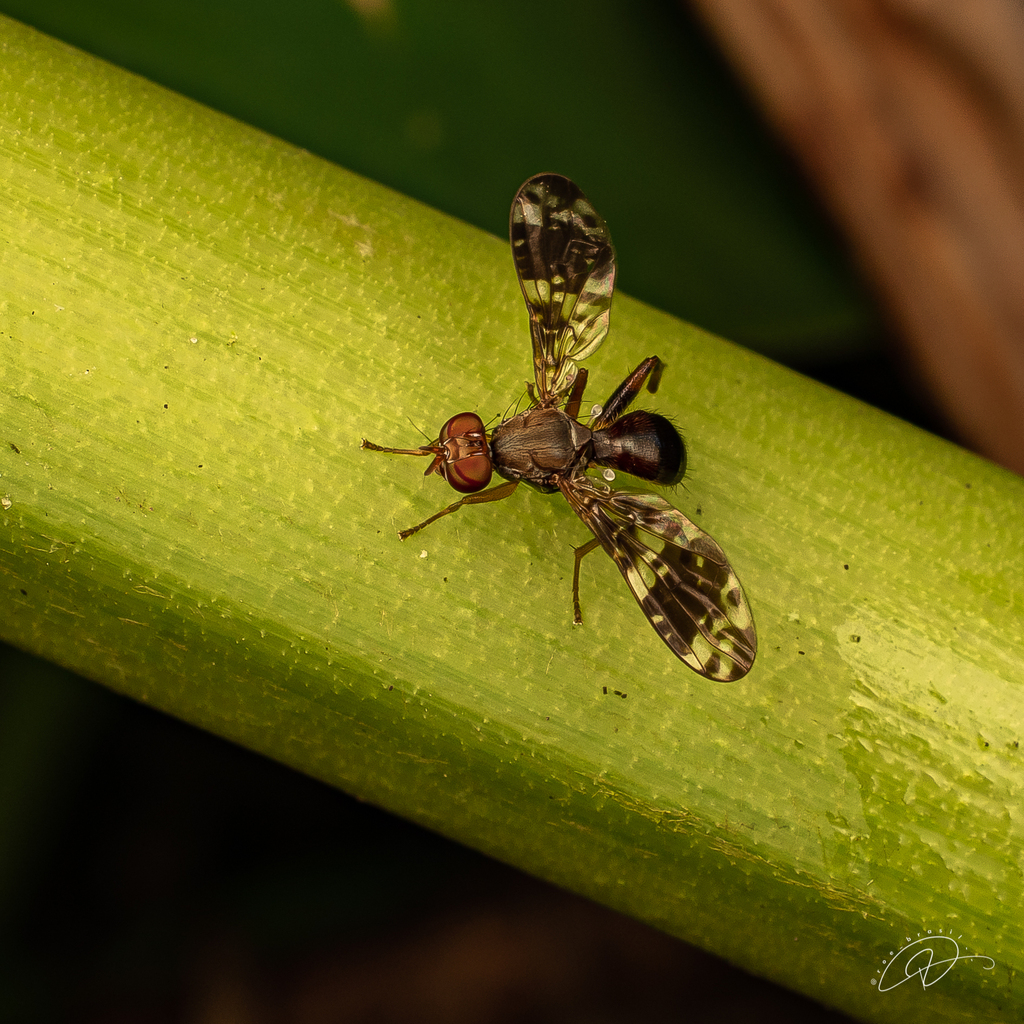 Richardia tephritina