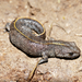 Pleurodeline Newts - Photo (c) luca tringali, some rights reserved (CC BY-NC), uploaded by luca tringali
