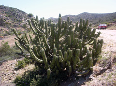 Myrtillocactus cochal