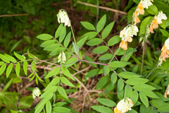 Lathyrus laevigatus