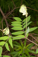 Lathyrus laevigatus