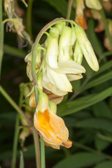 Lathyrus laevigatus