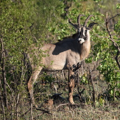 Hippotragus equinus equinus