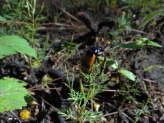 Nicrophorus olidus