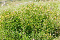 Astragalus penduliflorus