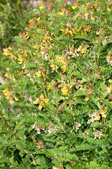 Astragalus penduliflorus