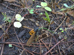 Nicrophorus olidus