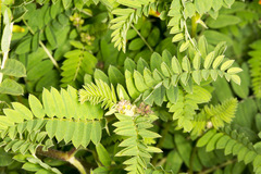 Astragalus penduliflorus