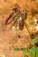 Astragalus penduliflorus