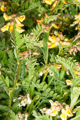 Astragalus penduliflorus