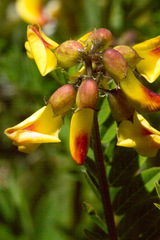Astragalus penduliflorus