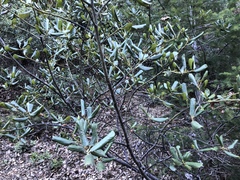Ceanothus velutinus