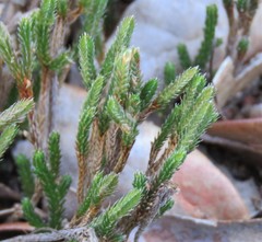 Selaginella corallina