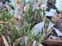 Selaginella corallina
