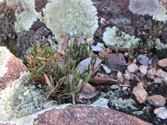 Selaginella corallina