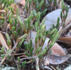 Selaginella corallina