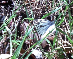 Pieris marginalis venosa