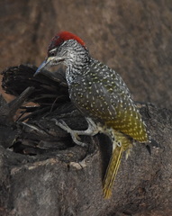 Campethera abingoni suahelica