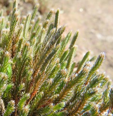 Selaginella corallina
